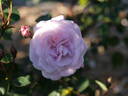 Geraldine Jesse rose photo