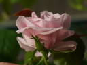 Geraldine Jesse rose photo