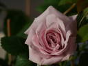 Geraldine Jesse rose photo