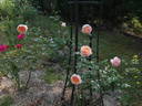 Adie rose photo