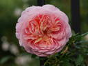 Adie rose photo