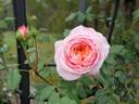 Adie rose photo
