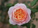 Adie rose photo