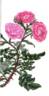 Double Mossy Sweetbriar rose photo