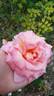Peach Beauty rose photo