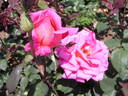 Indian Chief rose photo