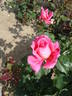 Indian Chief rose photo