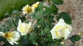Épidor ® rose photo
