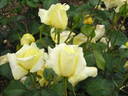 Épidor ® rose photo