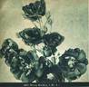 Minna Kordes rose photo