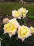 Velizy ® rose photo