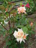 Worthwhile rose photo