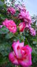 Beauty of Festival rose photo