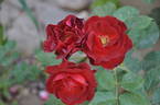Dark Moments rose photo