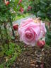Pink Frost rose photo