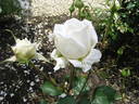Ethel Chaplin rose photo