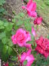 Cynthia rose photo