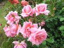 Madame Nicolas Aussel rose photo