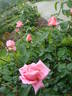 Galleria Borghese rose photo