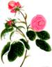 R. centifolia bullata rose photo