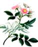 Oeillet rose photo