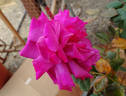 Mauve Melodee rose photo