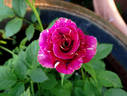 Memphis Music rose photo
