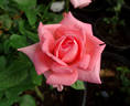 Miss Elvis rose photo