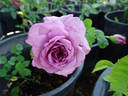 Monet rose photo