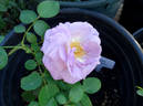 Moonlight Magic rose photo