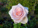 Nicolette rose photo