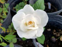 Opulence rose photo