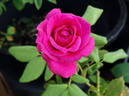 Paddy McGredy rose photo