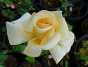 Pedrus Aquarius rose photo