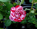 Peppermint Twist rose photo