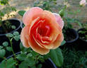 Pilar Landecho rose photo