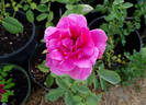 Pink Don Juan rose photo