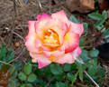 Rainbow Sorbet ™ rose photo