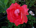 Sanka rose photo