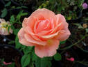 Special Occasion rose photo