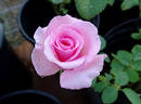 Steppin' Out rose photo