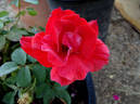 Tawny Tiger rose photo