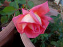 Tenerife rose photo