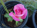The Temptations ™ rose photo
