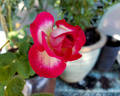 Traviata rose photo