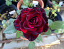 Vampire rose photo