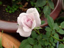 Violet Mist rose photo