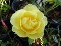 Welcome Home rose photo