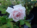 White Gene Boerner rose photo