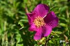 Ann Endt rose photo